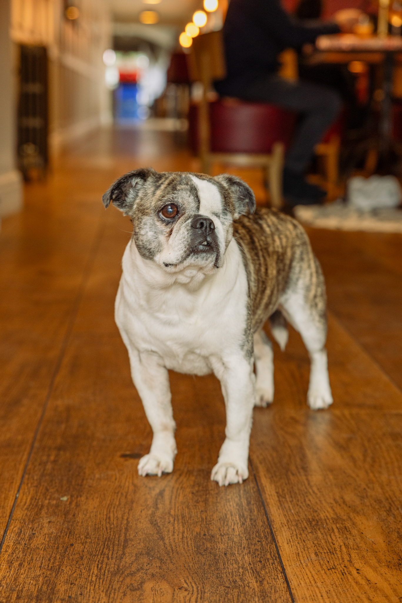 Pug standing in the hallway of The Mount, capturing the dog-friendly and relaxed atmosphere of the gastropub.